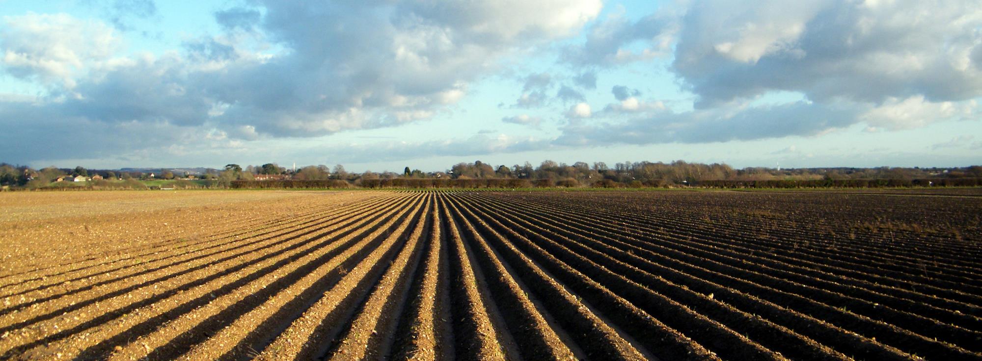 Cultivated land. Trees and houses are visible in the horizon