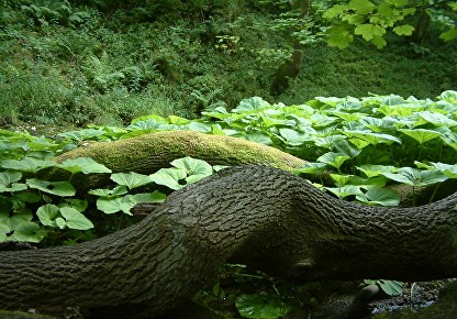 Big roots surrounded by the leaves