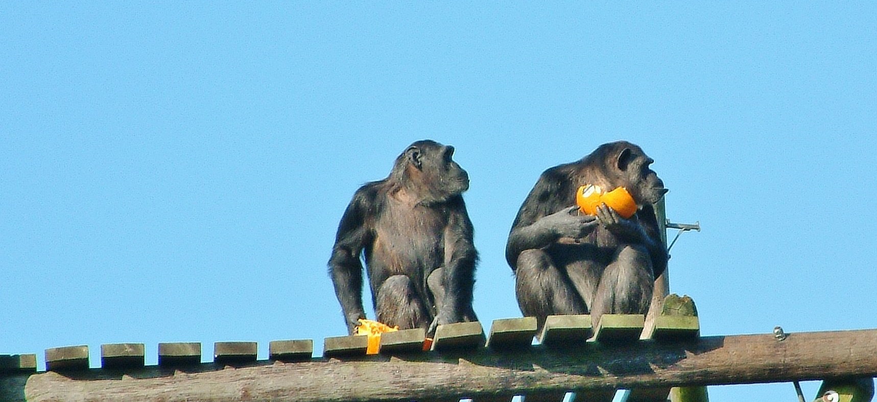 Two monkeys, both looking at the same side. One of them is holding orange peel