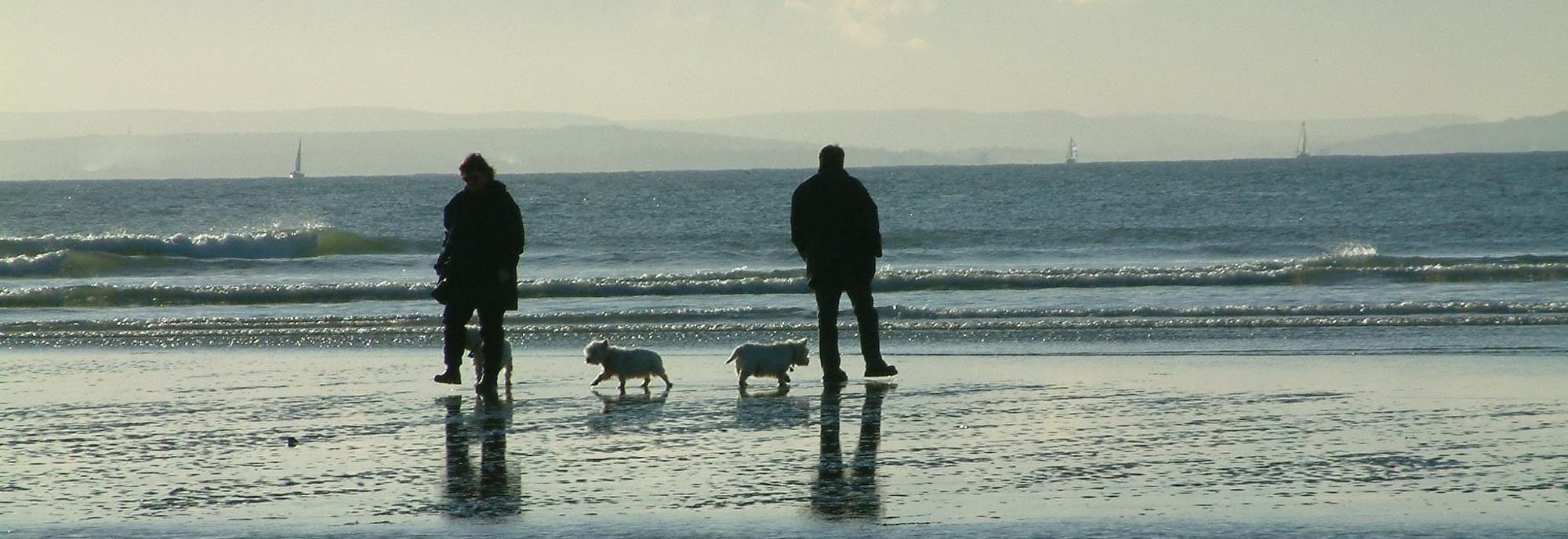 Two people walking by the sea, bith turned around. Three little dogs together with them